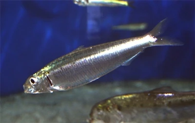 Do Canned Pilchards Need to Be Cooked?